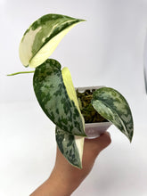 Load image into Gallery viewer, Scindapsus Mayari Variegated B