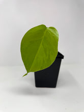 Load image into Gallery viewer, Monstera Deliciosa Aurea Variegated H