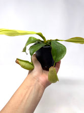 Load image into Gallery viewer, Nepenthes Dyeriana