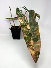 Load image into Gallery viewer, Philodendron Billietiae Variegated A
