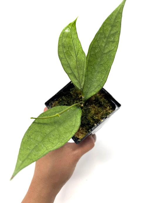 Hoya Germany Silver E