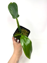 Load image into Gallery viewer, Philodendron Applanatum