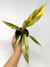 Load image into Gallery viewer, Philodendron Caramel Marble 4”