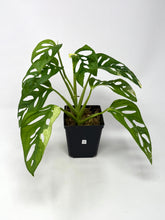 Load image into Gallery viewer, Monstera Adansonii Albo Variegated G