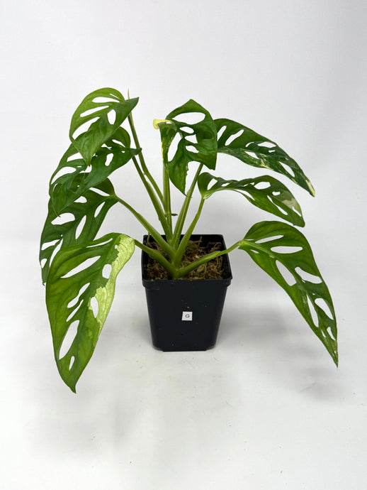 Monstera Adansonii Albo Variegated G