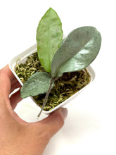 Load image into Gallery viewer, Hoya Carnosa ‘Grey Ghost’