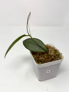 Hoya Mitrata Silver B