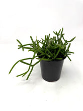 Load image into Gallery viewer, Rhipsalis Cereuscula