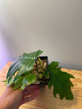 Load image into Gallery viewer, 39. Philodendron Mayoi