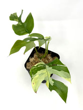 Load image into Gallery viewer, Rhaphidophora Tetrasperma Variegated
