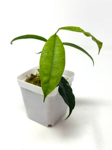 Hoya Sammannaniana