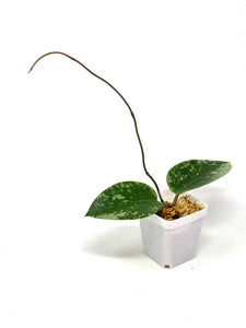Hoya Glabra Silver A