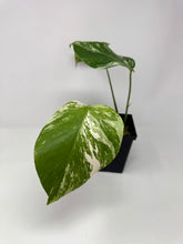 Load image into Gallery viewer, Monstera Deliciosa Albo Variegated M