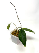 Load image into Gallery viewer, Hoya Chicken Farm