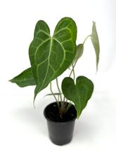 Load image into Gallery viewer, Anthurium Clarinervium 4”