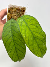 Load image into Gallery viewer, Hoya Meredithii