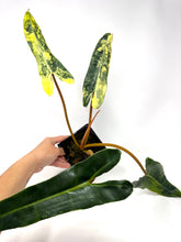 Load image into Gallery viewer, Philodendron Billietiae Variegated A