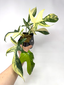 Philodendron Florida Beauty A