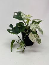 Load image into Gallery viewer, Epipremnum Pinnatum 'Marble' Variegated (Large)