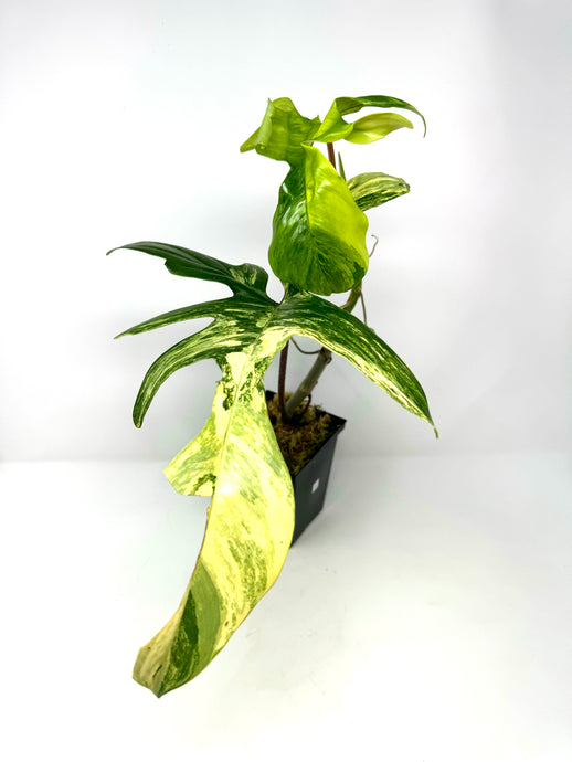 Philodendron Florida Beauty A