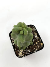 Load image into Gallery viewer, Pachycereus Schottii f. Monstrosus (Ships within Canada only)