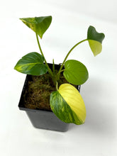 Load image into Gallery viewer, Homalomena Rubescens Variegated C