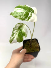 Load image into Gallery viewer, Monstera Deliciosa Albo Variegated D