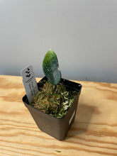 Load image into Gallery viewer, 231. Hoya Carnosa Grey Ghost