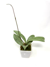 Load image into Gallery viewer, Hoya Pubicalyx Pink Silver Ghost B