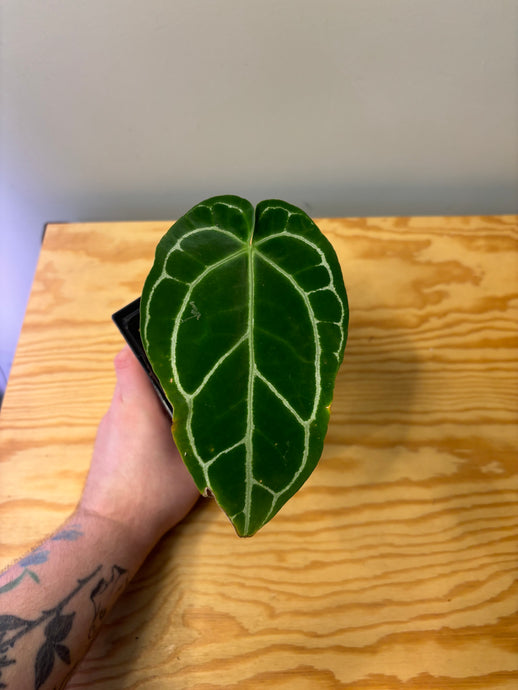 170. Anthurium Crystallinum