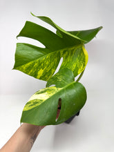 Load image into Gallery viewer, Monstera Deliciosa Aurea Variegated B