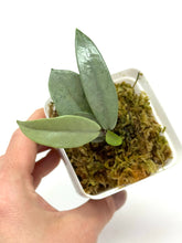 Load image into Gallery viewer, Hoya Wilbur Graves Silver D