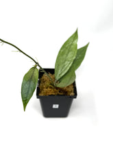 Load image into Gallery viewer, Hoya Germany Silver B