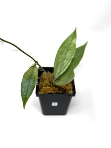 Hoya Germany Silver B