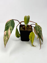 Load image into Gallery viewer, Philodendron Strawberry Shake