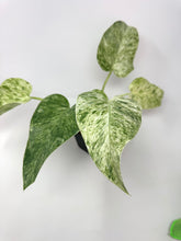 Load image into Gallery viewer, Philodendron Giganteum Blizzard