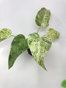 Philodendron Giganteum Blizzard