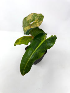 Philodendron Billietiae Variegated C