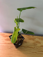 Load image into Gallery viewer, 233. Philodendron Bipennifolium Violin (less variegated)