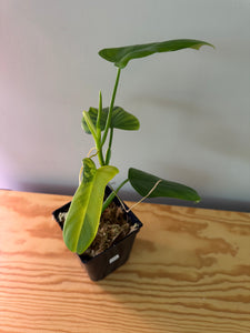 233. Philodendron Bipennifolium Violin (less variegated)