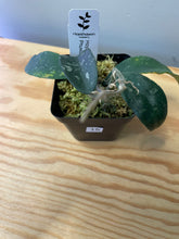 Load image into Gallery viewer, 15. Hoya Phuwuaensis