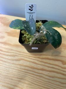 15. Hoya Phuwuaensis