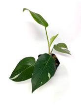 Load image into Gallery viewer, Philodendron White Princess