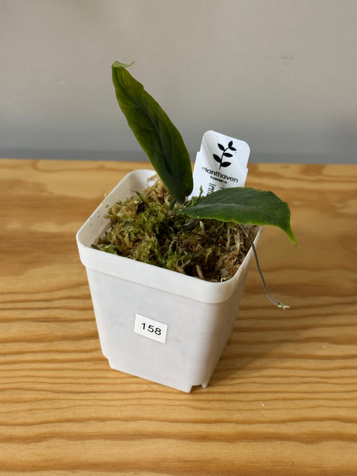 158. Hoya Inflata