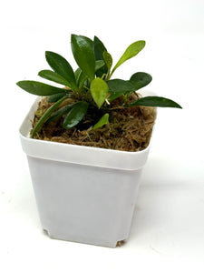 Hoya Picta
