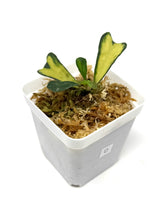 Load image into Gallery viewer, Hoya Manipurensis Variegated D