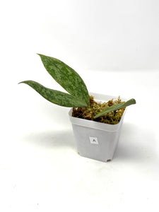 Hoya Lambii Silver A