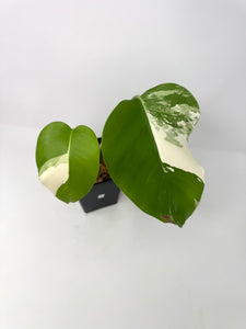 Monstera Deliciosa Albo Variegated E