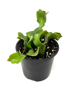 Epiphyllum Guatemalense ‘Monstrosa’ ‘Orchid Cactus’ (Ships within Canada only)