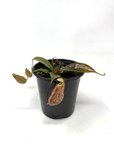 Load image into Gallery viewer, Nepenthes Dyeriana